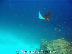 Eagle ray flying away, Kuredu, Maldives, Olimpus Mju 700 by Svetoslav Dimitrov 